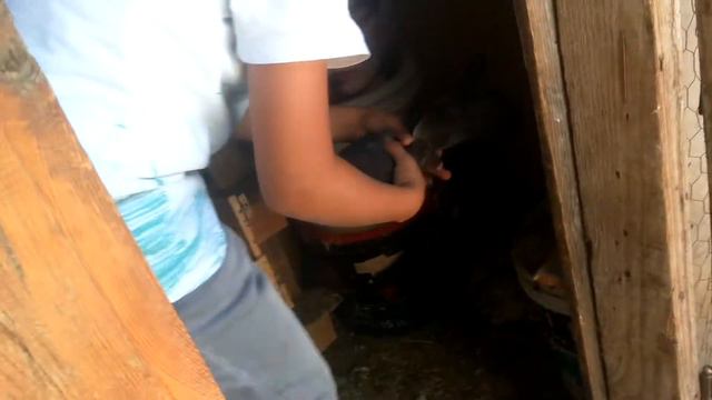 Kümes Tanıtımı ve Kuş Tanıtımı. смотреть онлайн