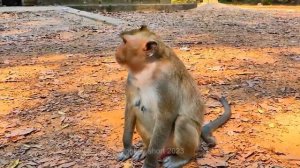 Smart baby monkey jealous with small baby monkey when monkey mother run fast to hug