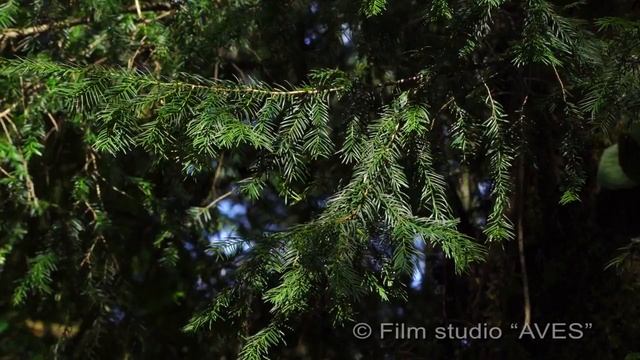 Тис ягодный (Taxus baccata) - English yew | Film Studio Aves смотреть онлайн