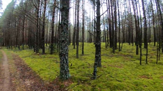 Пеший поход в заказник Еленка смотреть онлайн