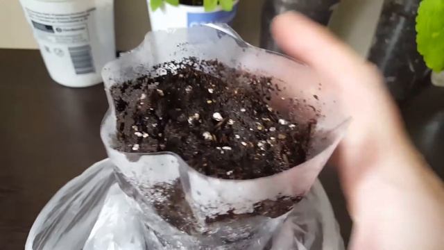 сеем настурцию.Зацветет на месяц раньше.Как легко и быстро посеять настурцию.