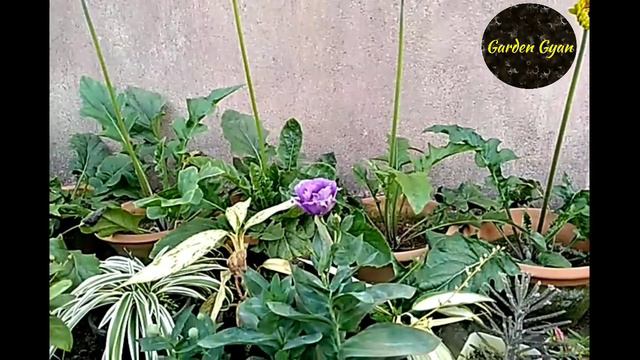 Lisianthus / Eustoma flower plant Care in Hindi, by Garden gyan смотреть онлайн