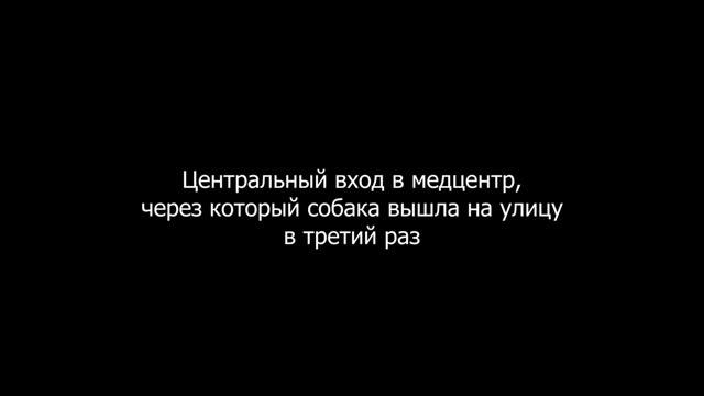 Инцидент с собакой, 23.11.2022. смотреть онлайн