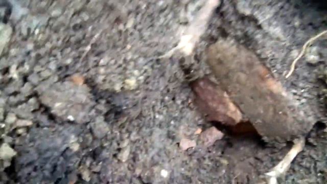 Нашли клад.Ну почти. смотреть онлайн