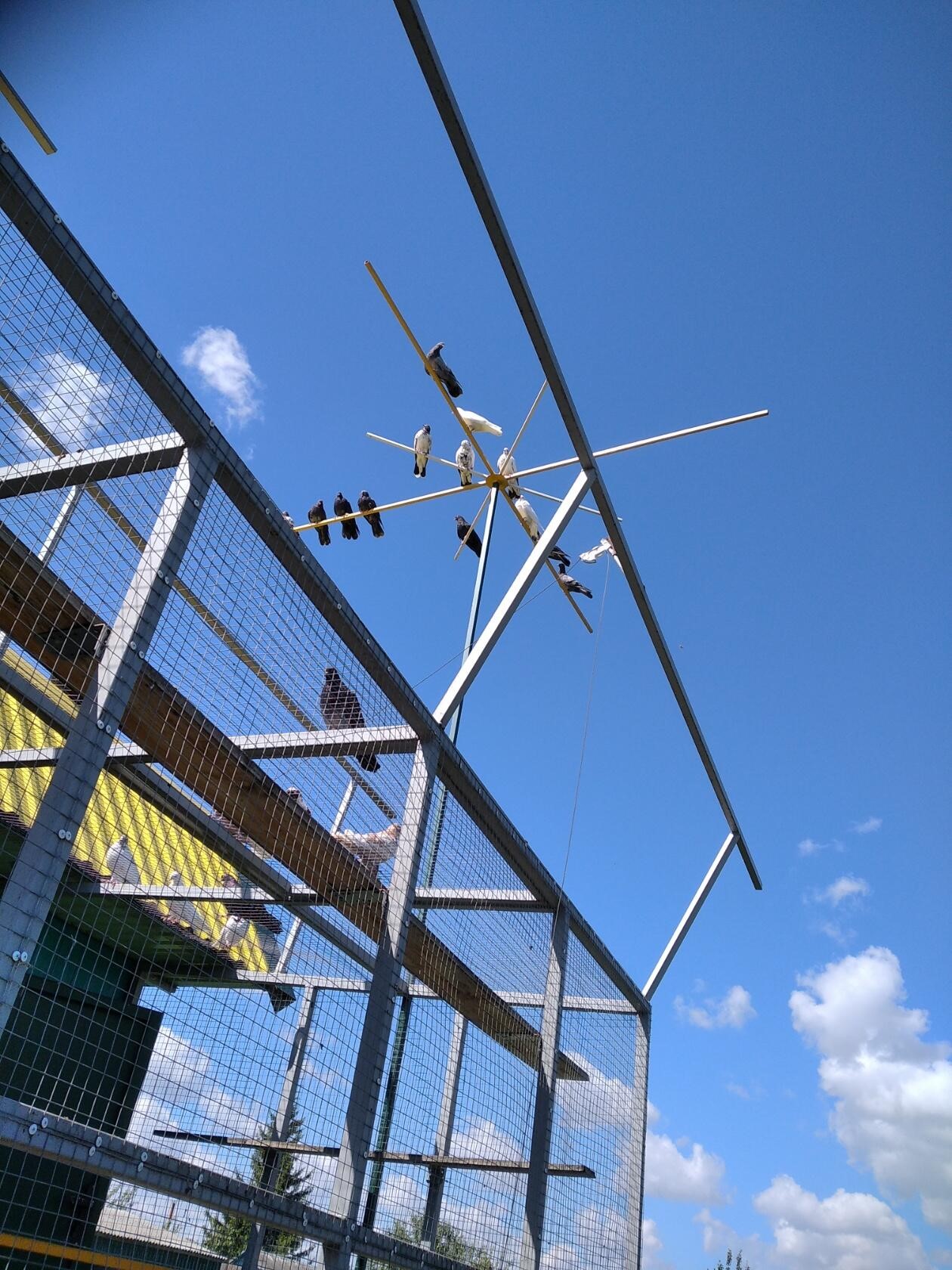 СПОРТИВНЫЕ ГОЛУБИ