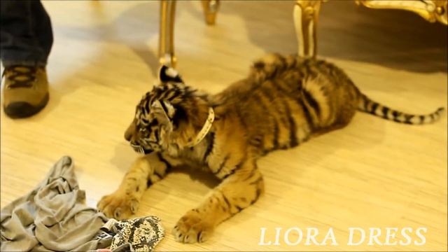LIORA DRESS / ФОТОСЕССИЯ С ТИГРОМ смотреть онлайн