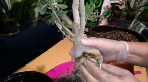 Пересадка взрослого АДЕНИУМА.