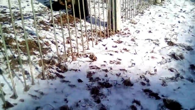 Что это заптицы половину голуби половина вороны смотреть онлайн