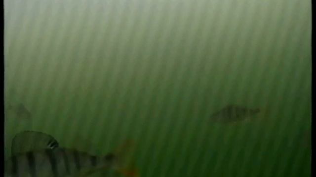 Подводная камера, озеро Ик,, закрытие зимнего сезона 2015 смотреть онлайн