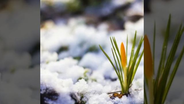 П.И. Чайковский апрель смотреть онлайн