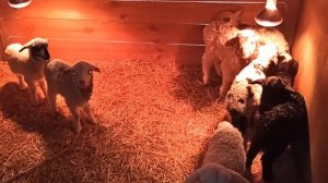 Наши овцы. Ягнята поеныши