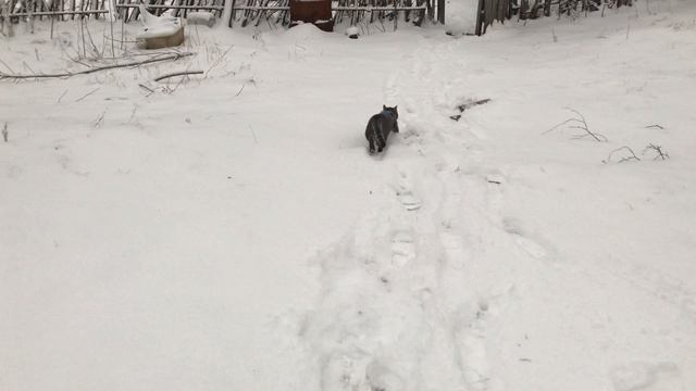 Кошка Буся напросилась гулять и пожалела смотреть онлайн