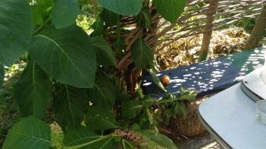 Абрикос Чорний Бархат