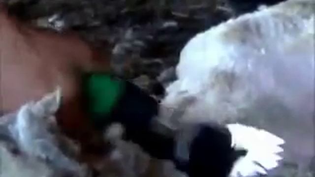 искусство стрижки овец (фильм1) смотреть онлайн