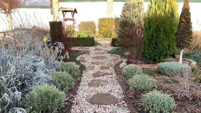 ЛАВАНДА. Особенности обрезки лаванды. Проблемы выращивания. смотреть онлайн