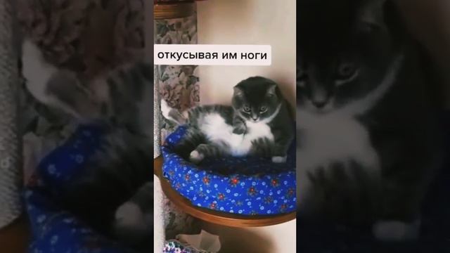 Красотка и ее Друзья  🐈😸 #кошки