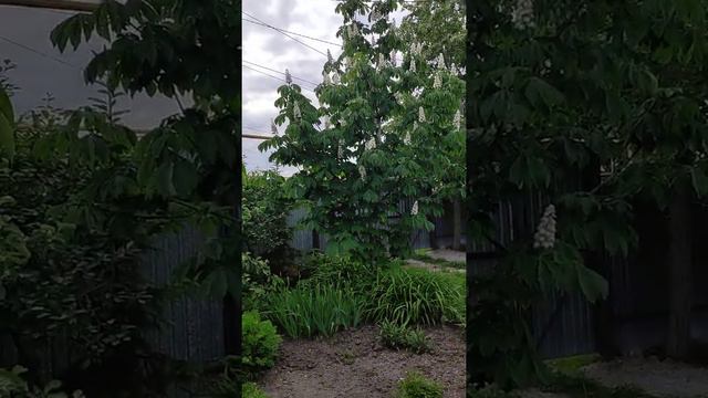 Июнь. Что делать в саду?