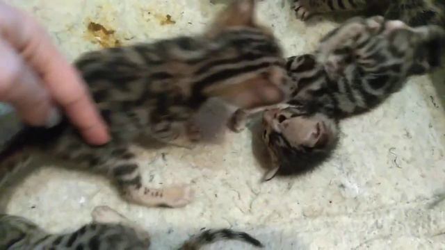 Бенгальские леопардики 22 день!