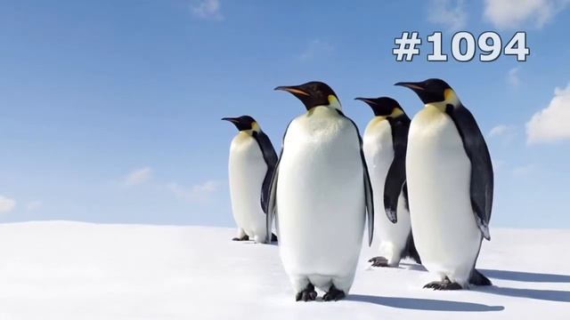 #1094. Пингвины (В мире животных) смотреть онлайн