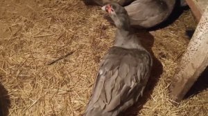 Как поживают индоутки зимой. Чем кормлю. Почему у уток сухо.
