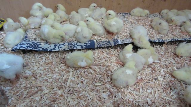 Бройлеры КОББ 500 ! Что нужно знать? Первая неделя жизни цыплят!