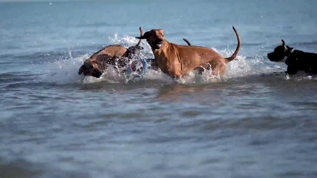 Are Rhodesian Ridgebacks Good Dogs? смотреть онлайн