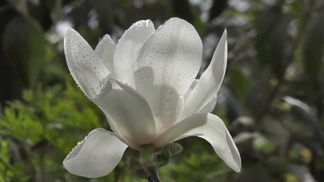 Beautiful Magnolia Flowers 4K video, Smooth Relaxing Music смотреть онлайн