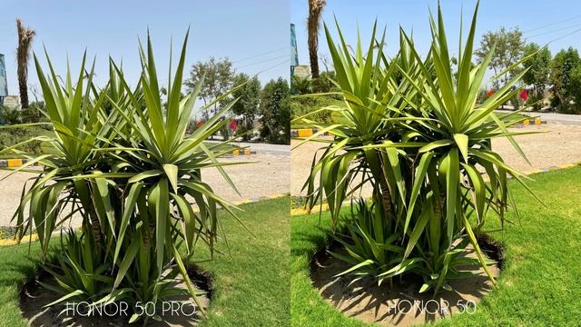 HONOR 50 Vs HONOR 50 Pro Camera Test