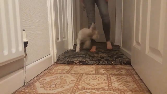Mini Schnauzer Tricks смотреть онлайн