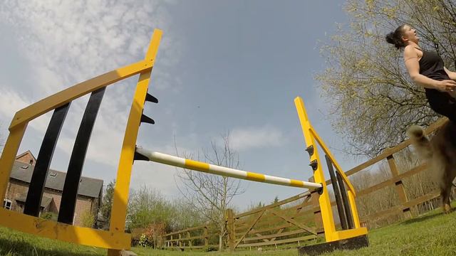 Jumping in Slow Motion : Leonbergers! смотреть онлайн