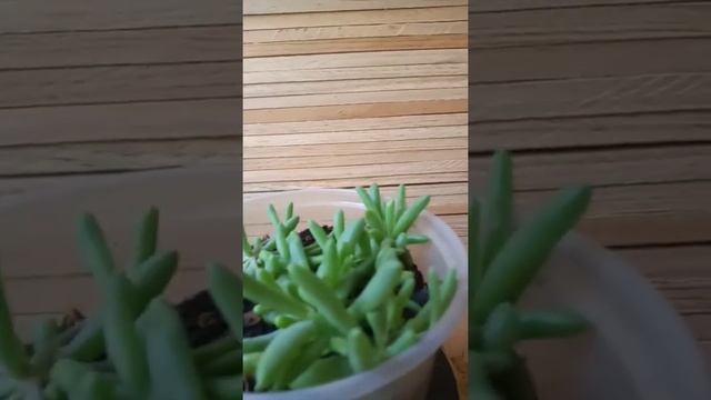 delosperma cooperi смотреть онлайн