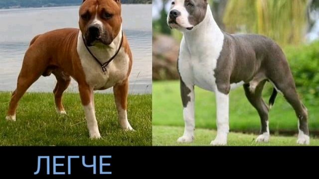 Стаффорд VS Питбуль смотреть онлайн