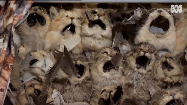 Feral cats - Australia's native animal annihilators ?? | Meet the Ferals Ep 2 | ABC Australia смотреть онлайн