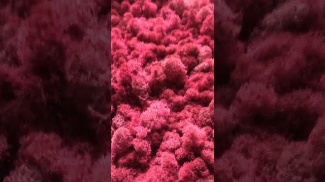 Стабилизированный мох ягель розовый без номера)))) смотреть онлайн