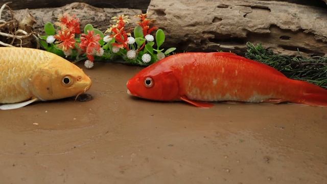 STOP MOTION ASMR COOKING - crocodile chasing eel Evil Octopus Traps Crabs, Koi Fish @coco4645 смотреть онлайн