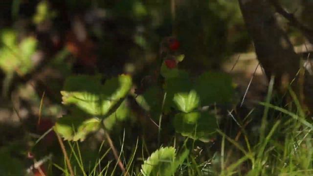 People need nature смотреть онлайн