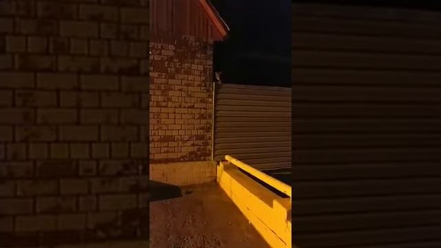В МРС ( с. Сахюрта, Ольхонского района) РЫСЬ БЕГАЕТ смотреть онлайн