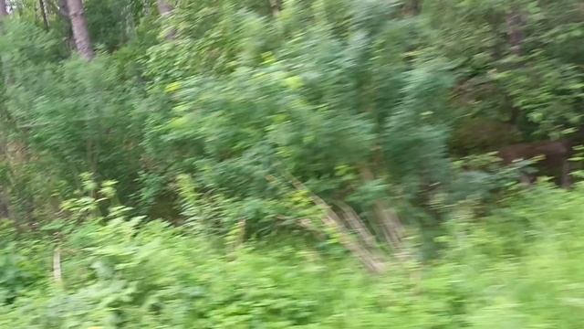 едем на трамвае смотреть онлайн