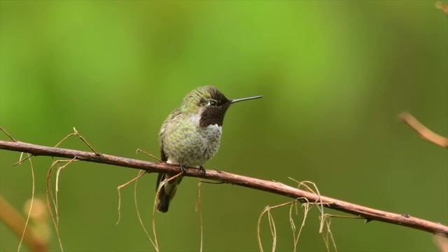 The Anna's Hummingbird (Calypte anna) смотреть онлайн