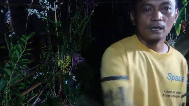 Anggrek jadulan dendrobium sakura hime,no id dll. смотреть онлайн