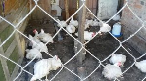 Бройлер РОСС 708 вес в 63 дня