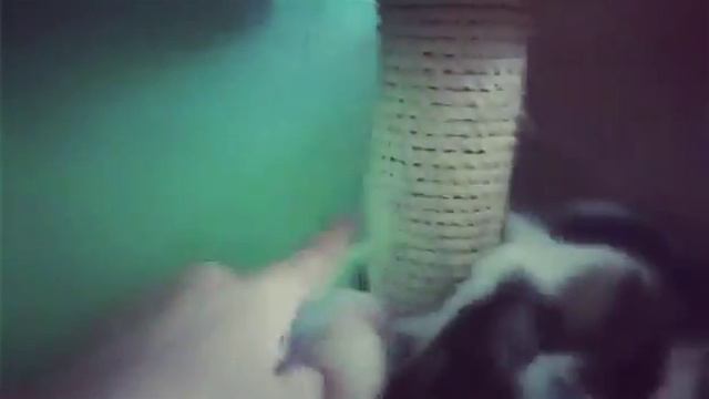 Да, да, я иногда выделяю время своей кошке ≧ω≦ смотреть онлайн