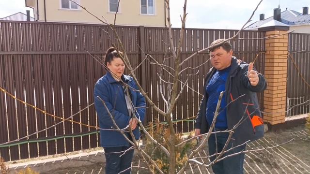 Пышная крона : хорошо или плохо? смотреть онлайн