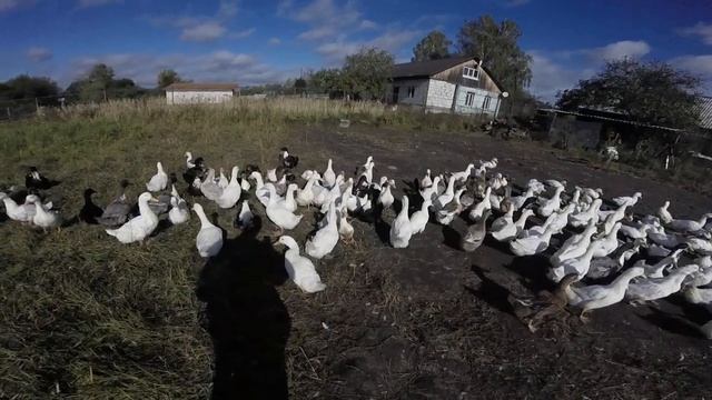 Разведение уток, фаворит, скорость роста, болезни смотреть онлайн