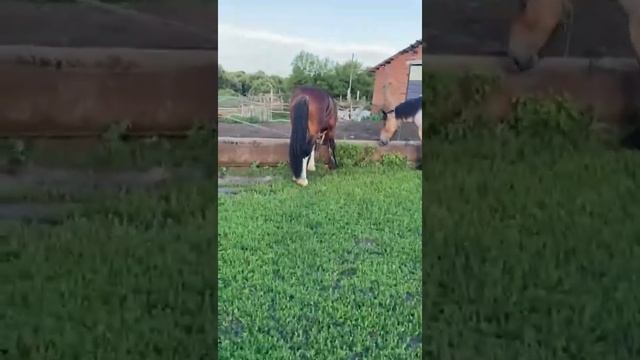 цыганские лошади г курск смотреть онлайн