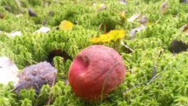 осколки лета . смотреть онлайн