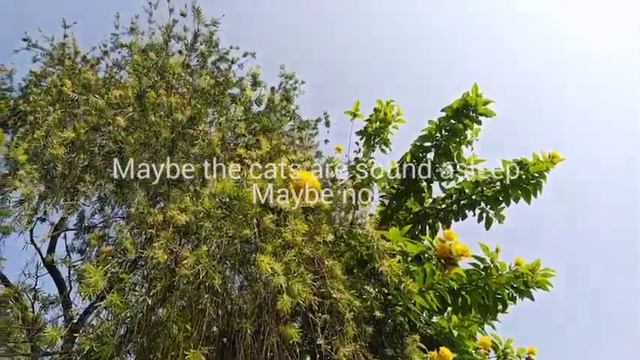 “I Happened To Be Standing” by Mary Oliver | A Thousand mornings | #maryoliver смотреть онлайн