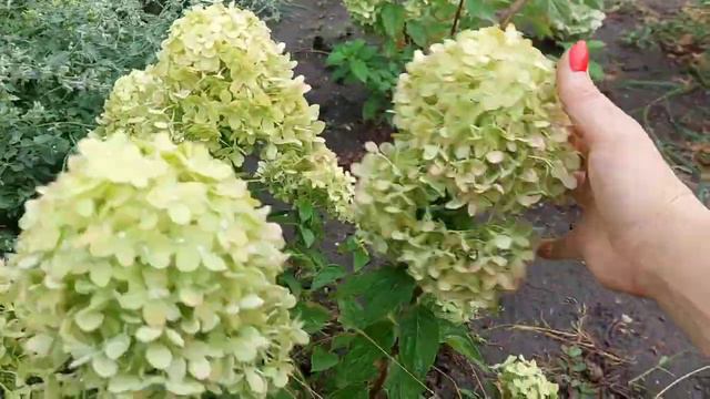 Гортензии после грозы.Всё в грязи(( смотреть онлайн