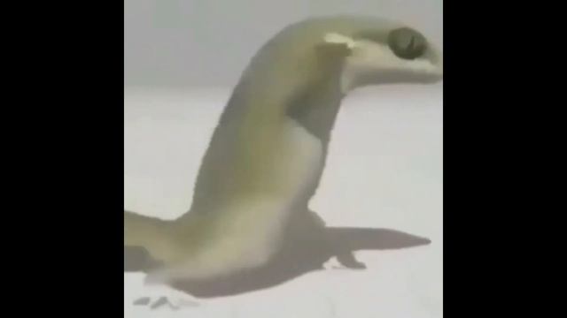 ЯЩЕРИЦА ТАНЦУЕТ ФЛЕКСИТ ПОД БАРБАРИКИ смотреть онлайн