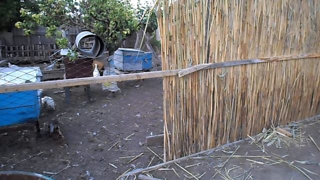 Как сделать забор с камыша своими или беседку огородить камышом своими руками. смотреть онлайн
